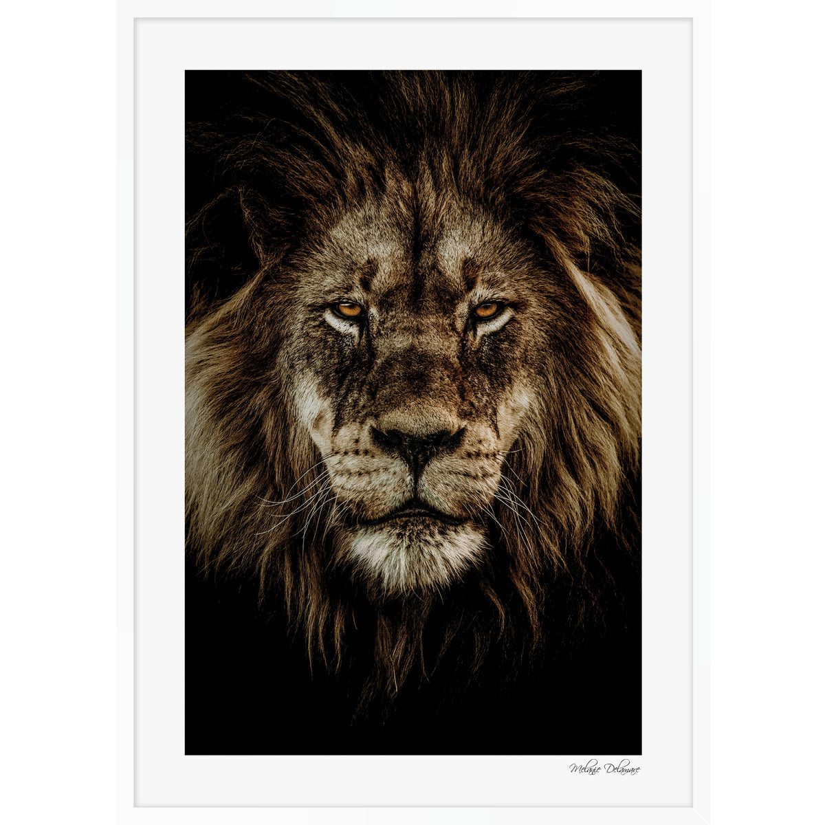 Wild Majesty
