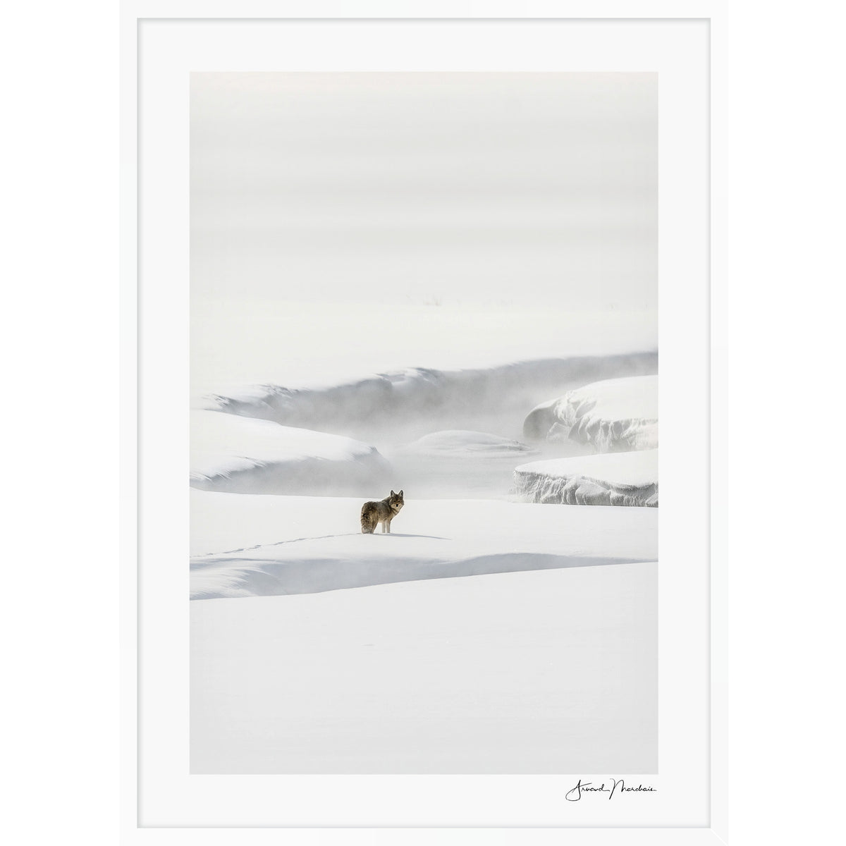 Yellowstone Coyote