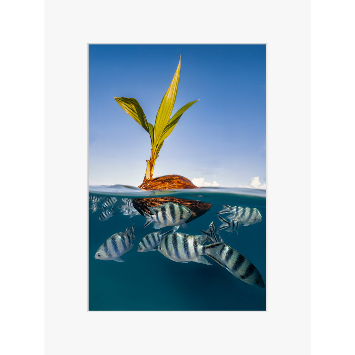 Coco Boat