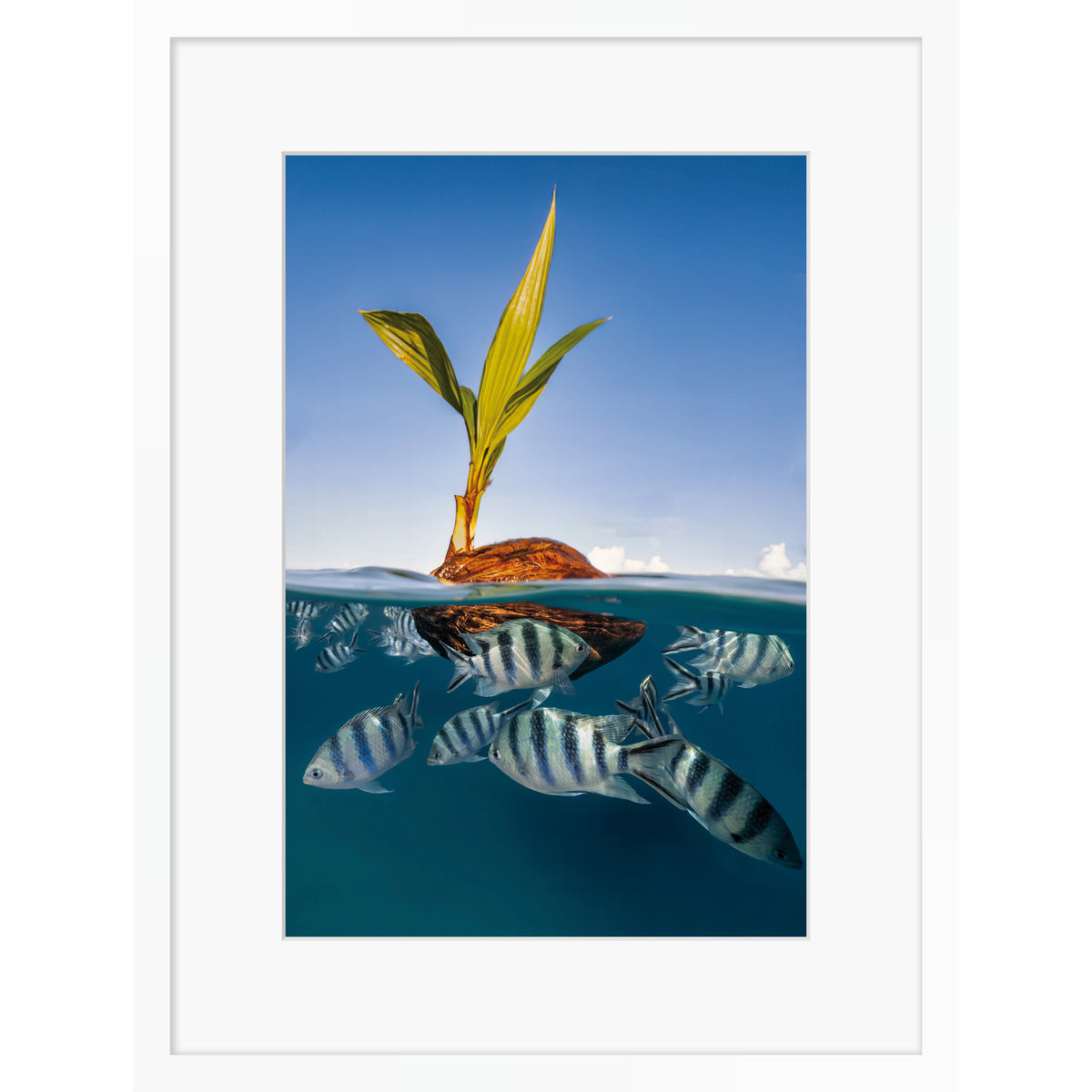Coco Boat