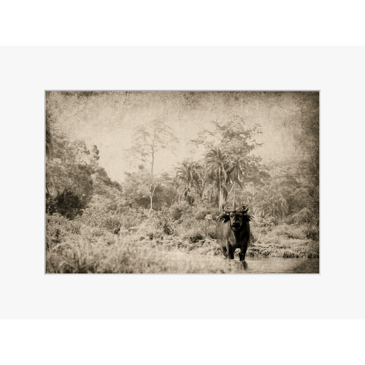 The Wanderer