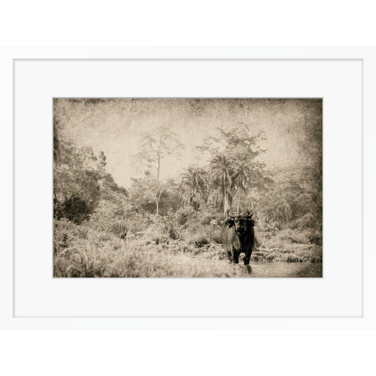 The Wanderer
