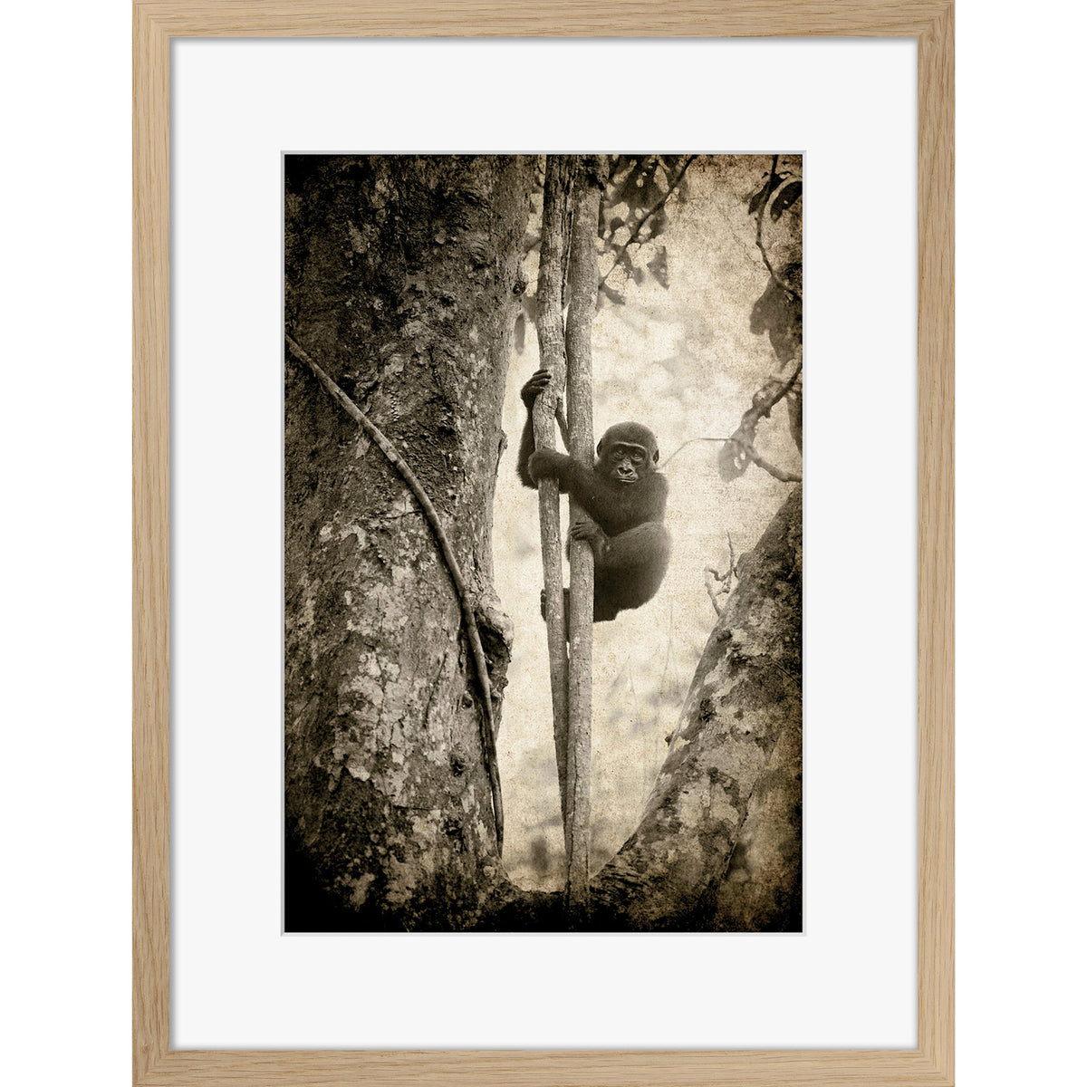 Tree Hugger