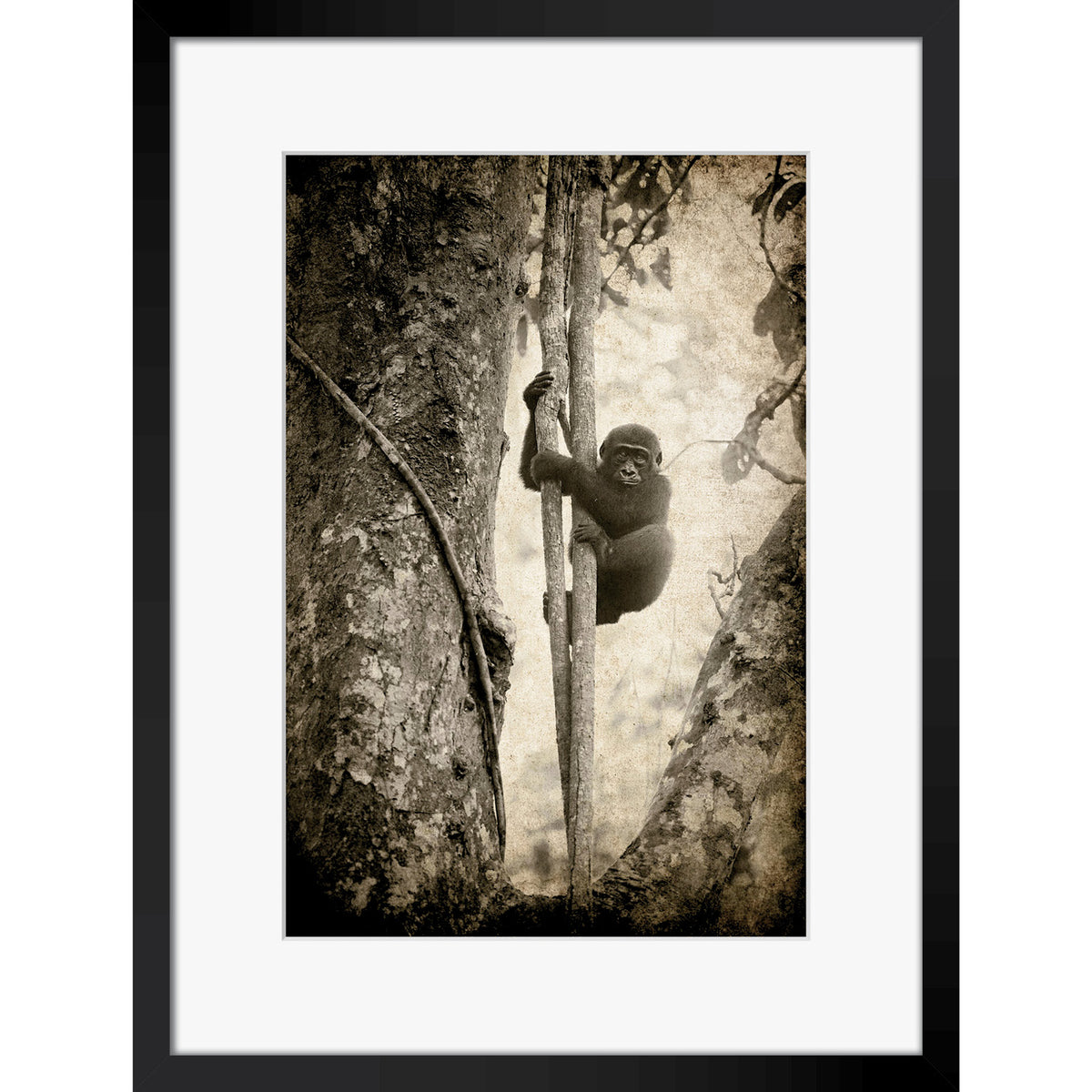 Tree Hugger