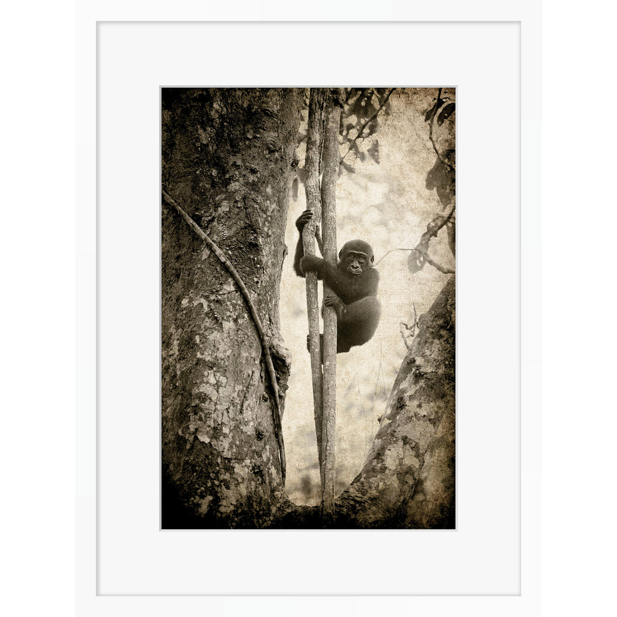 Tree Hugger