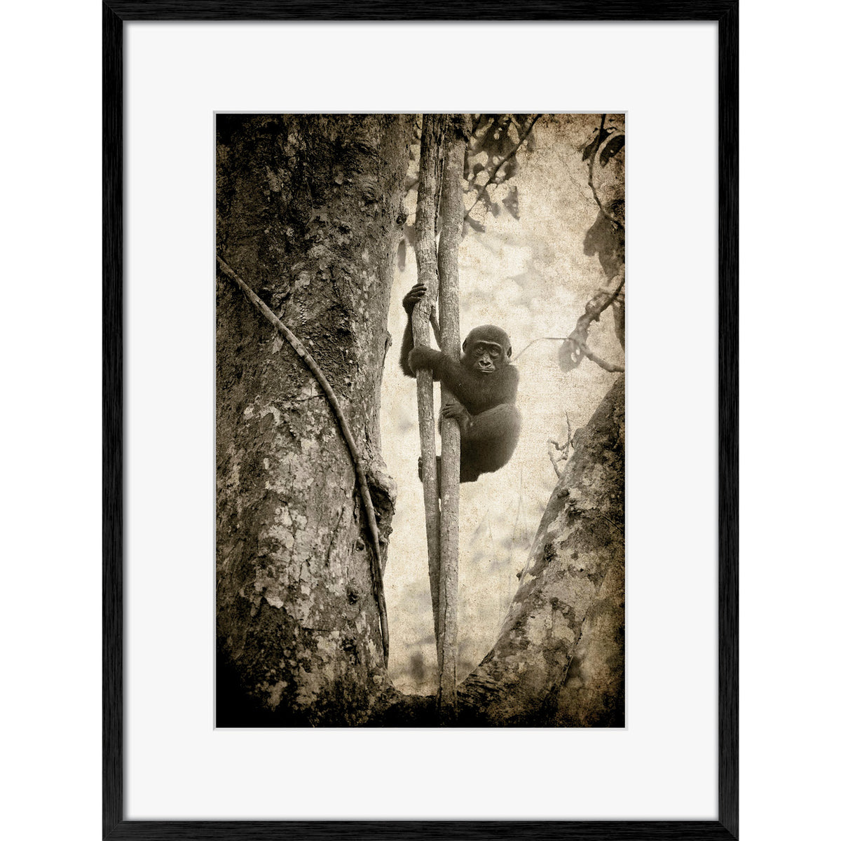Tree Hugger