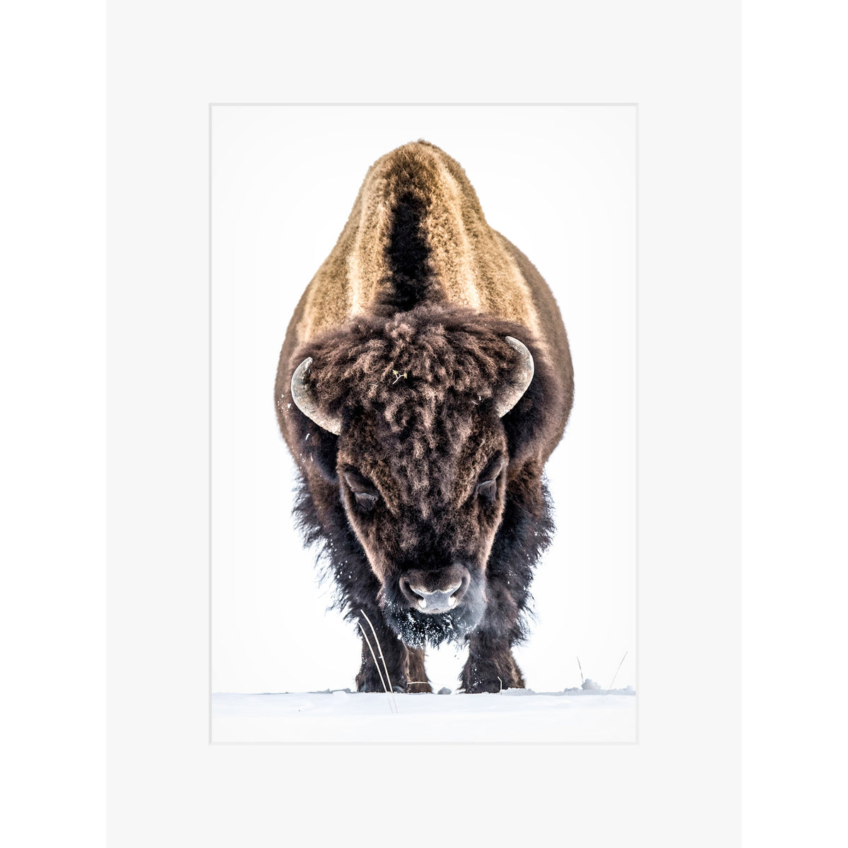 Yellowstone Buffalo