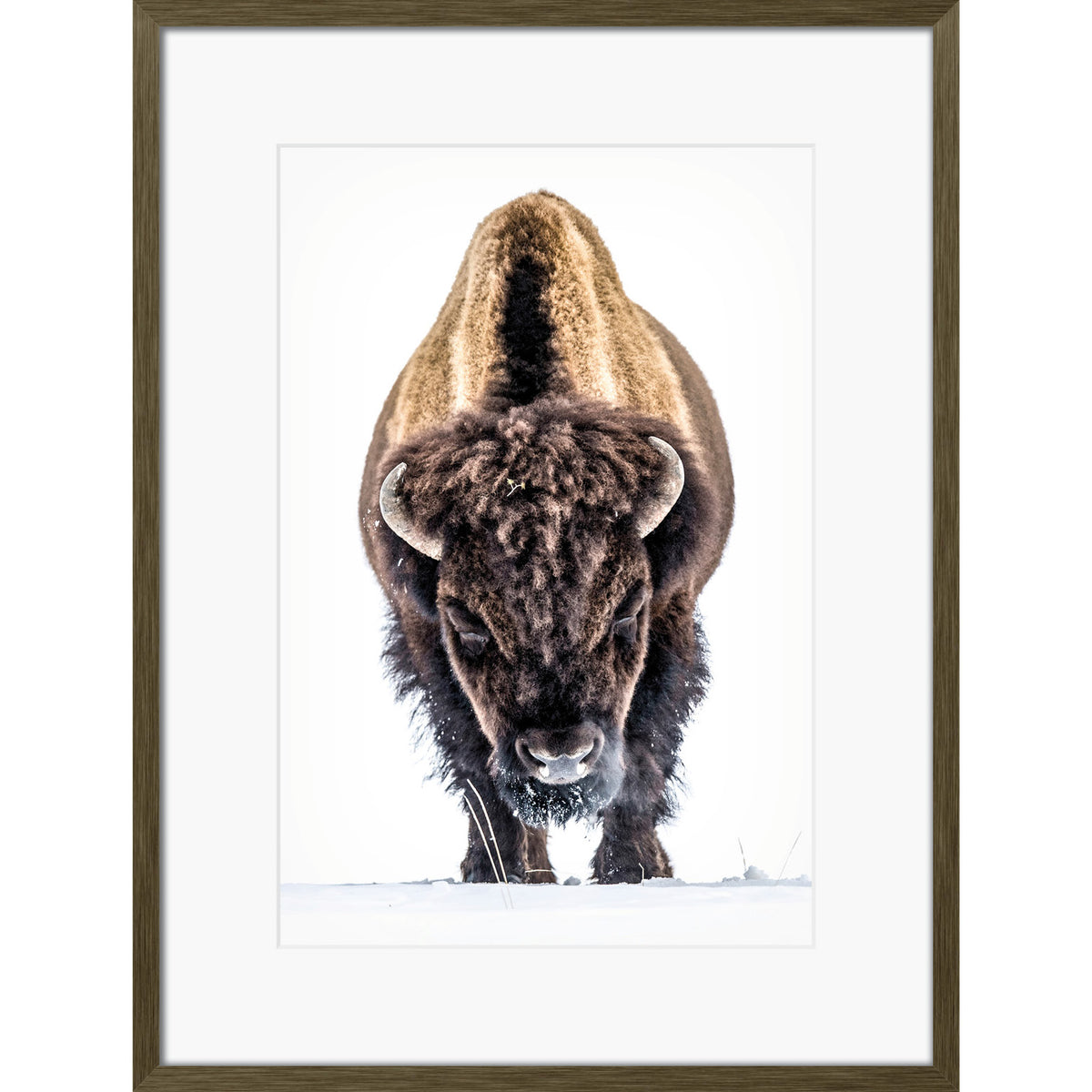 Yellowstone Buffalo