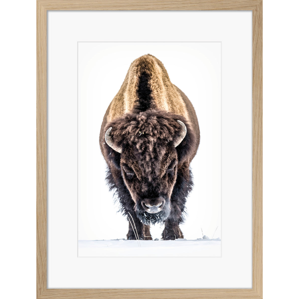 Yellowstone Buffalo