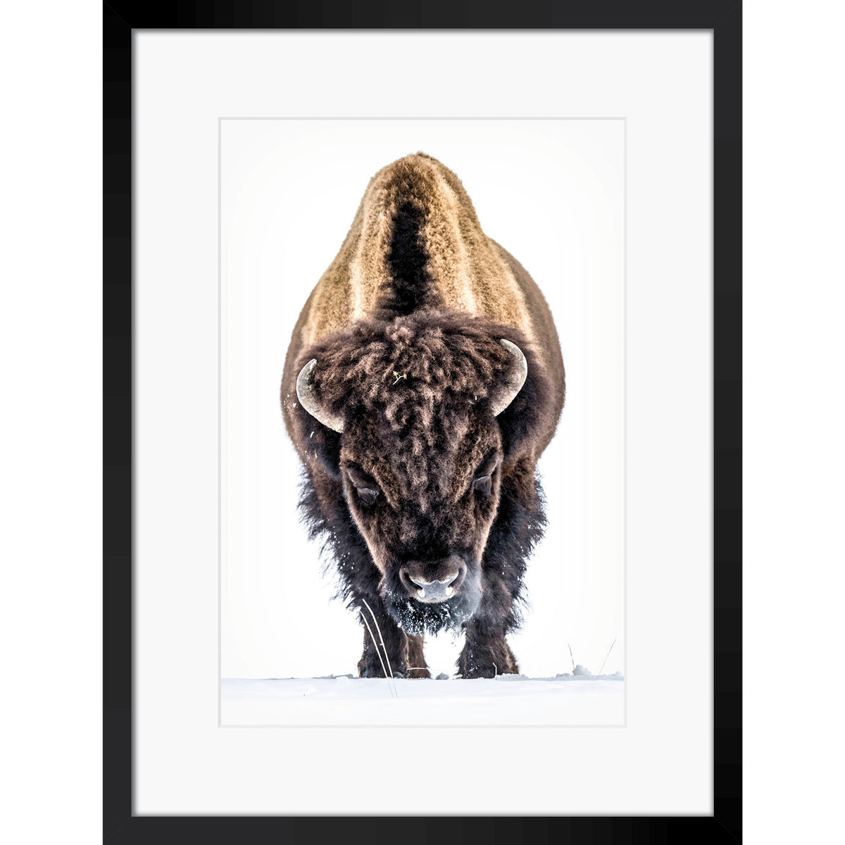 Yellowstone Buffalo