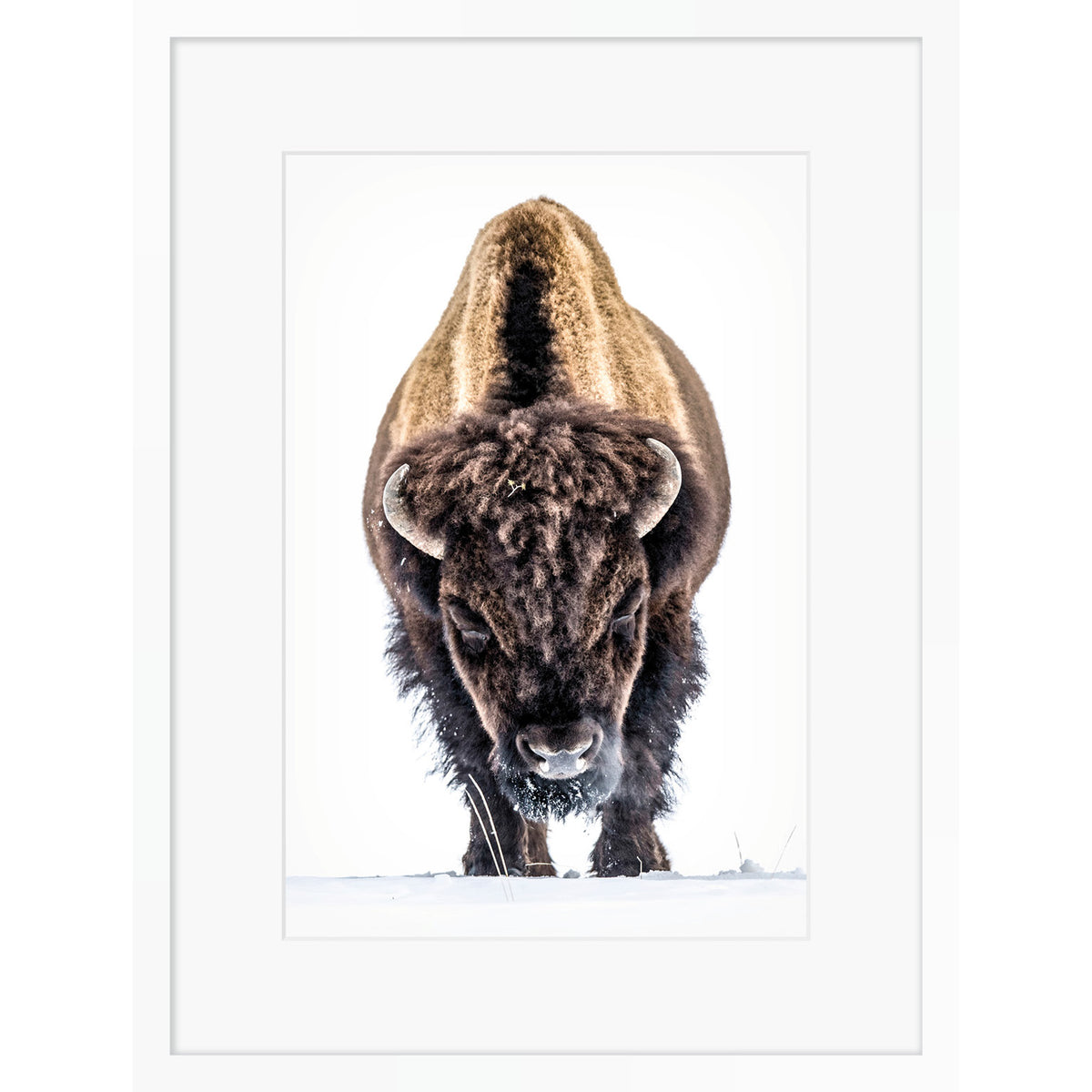 Yellowstone Buffalo