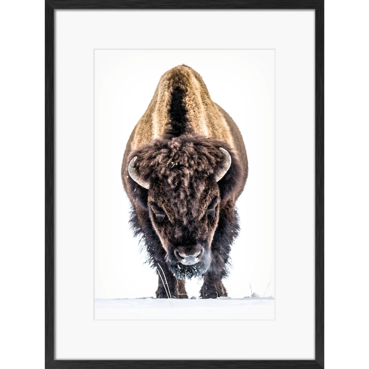 Yellowstone Buffalo