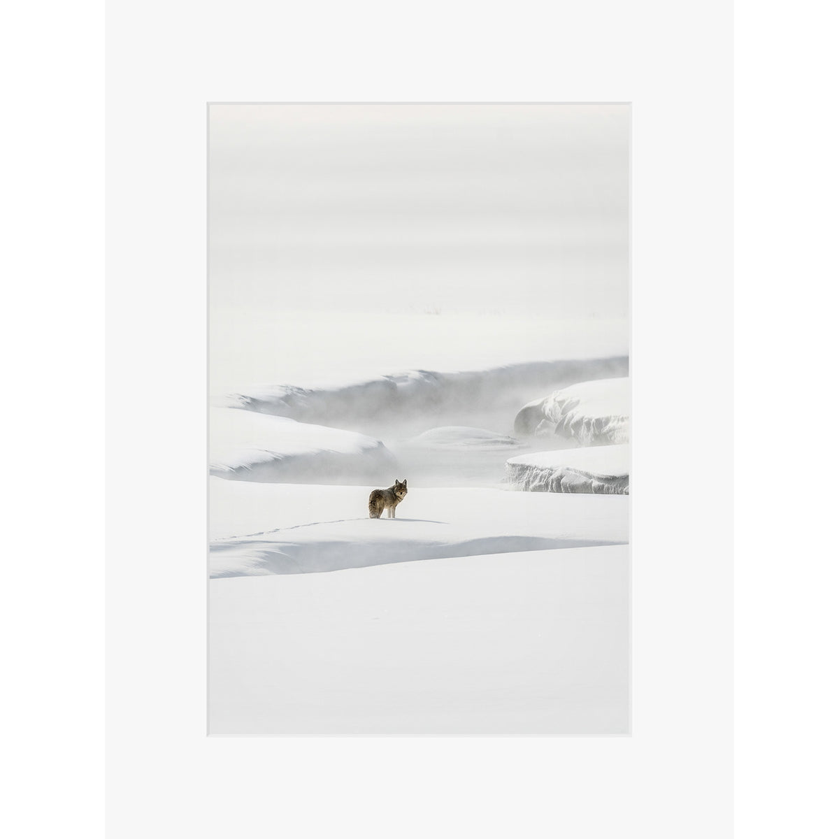 Yellowstone Coyote