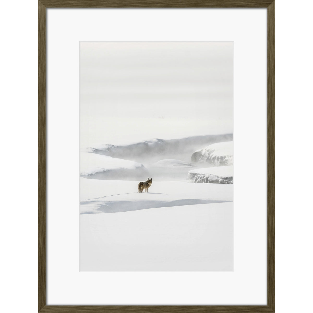 Yellowstone Coyote