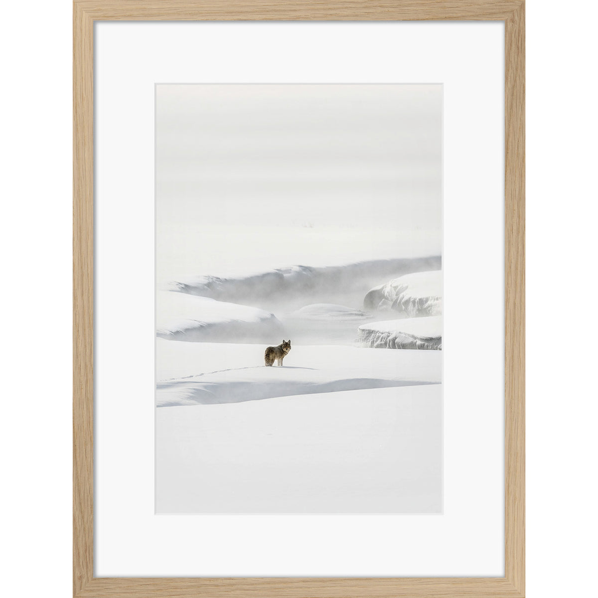 Yellowstone Coyote