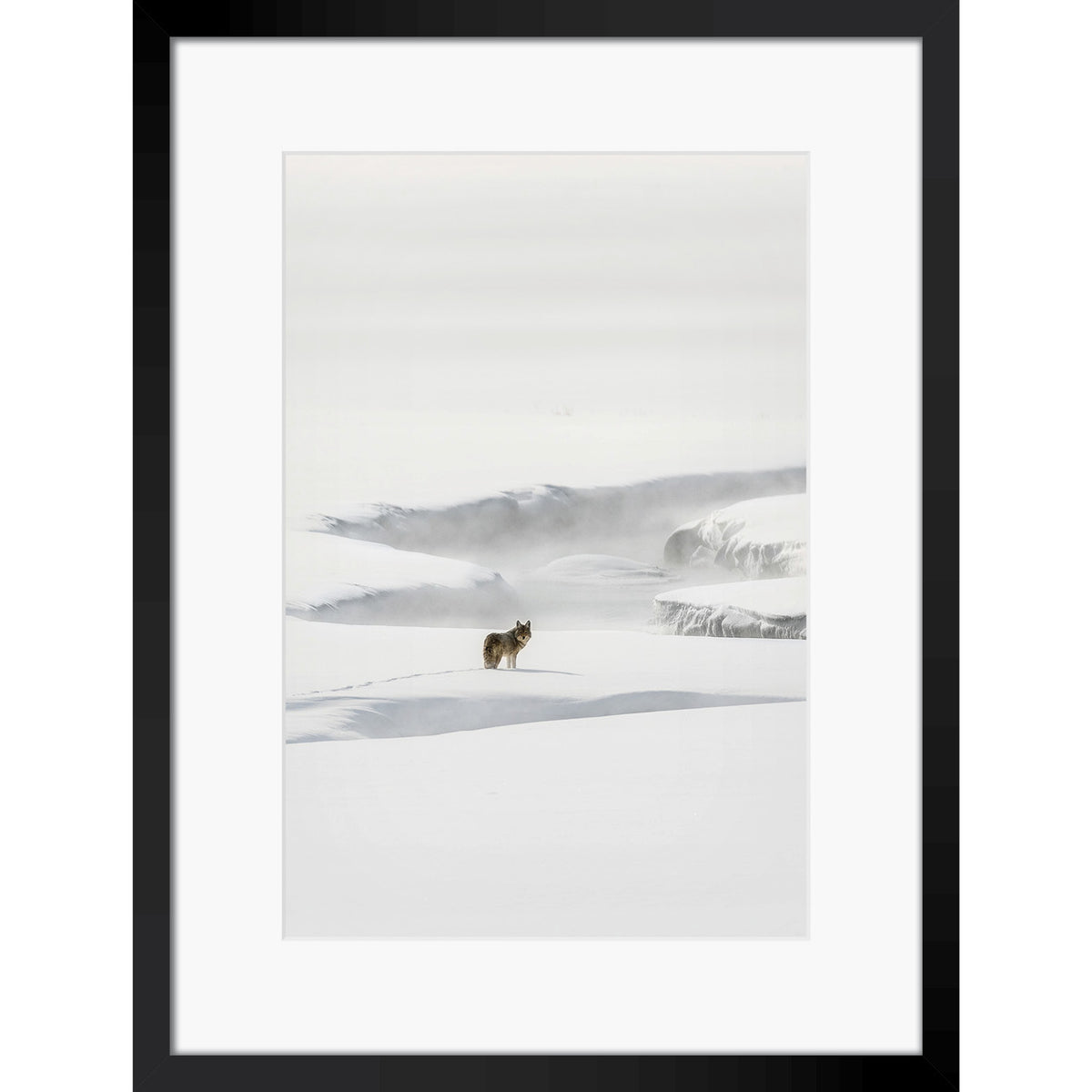Yellowstone Coyote