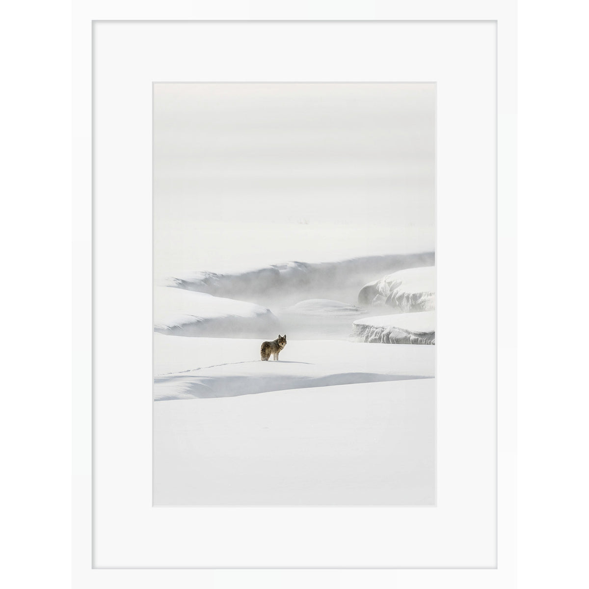 Yellowstone Coyote