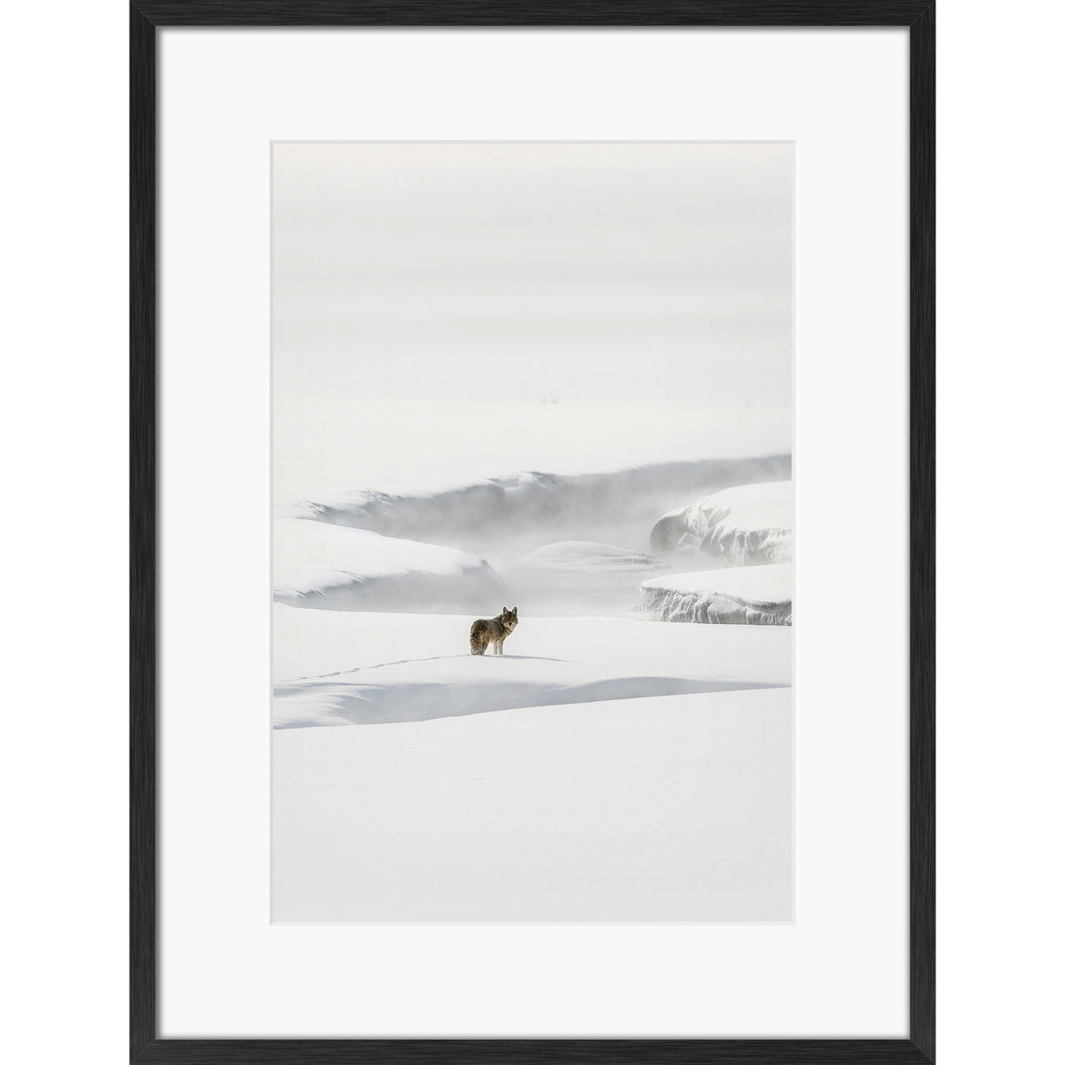 Yellowstone Coyote