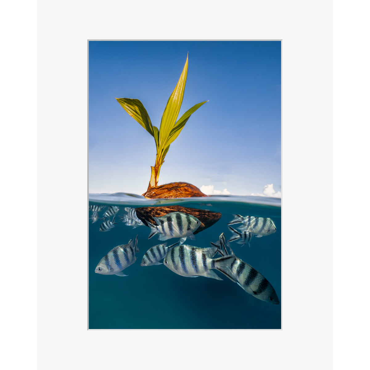 Coco Boat