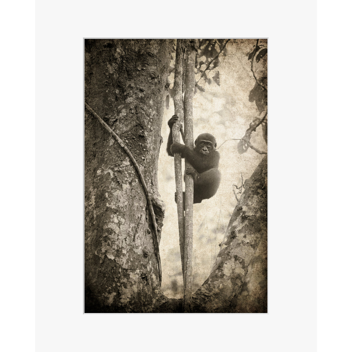 Tree Hugger