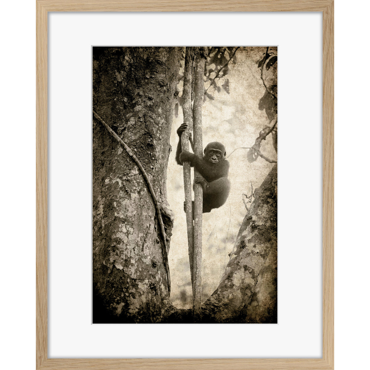 Tree Hugger