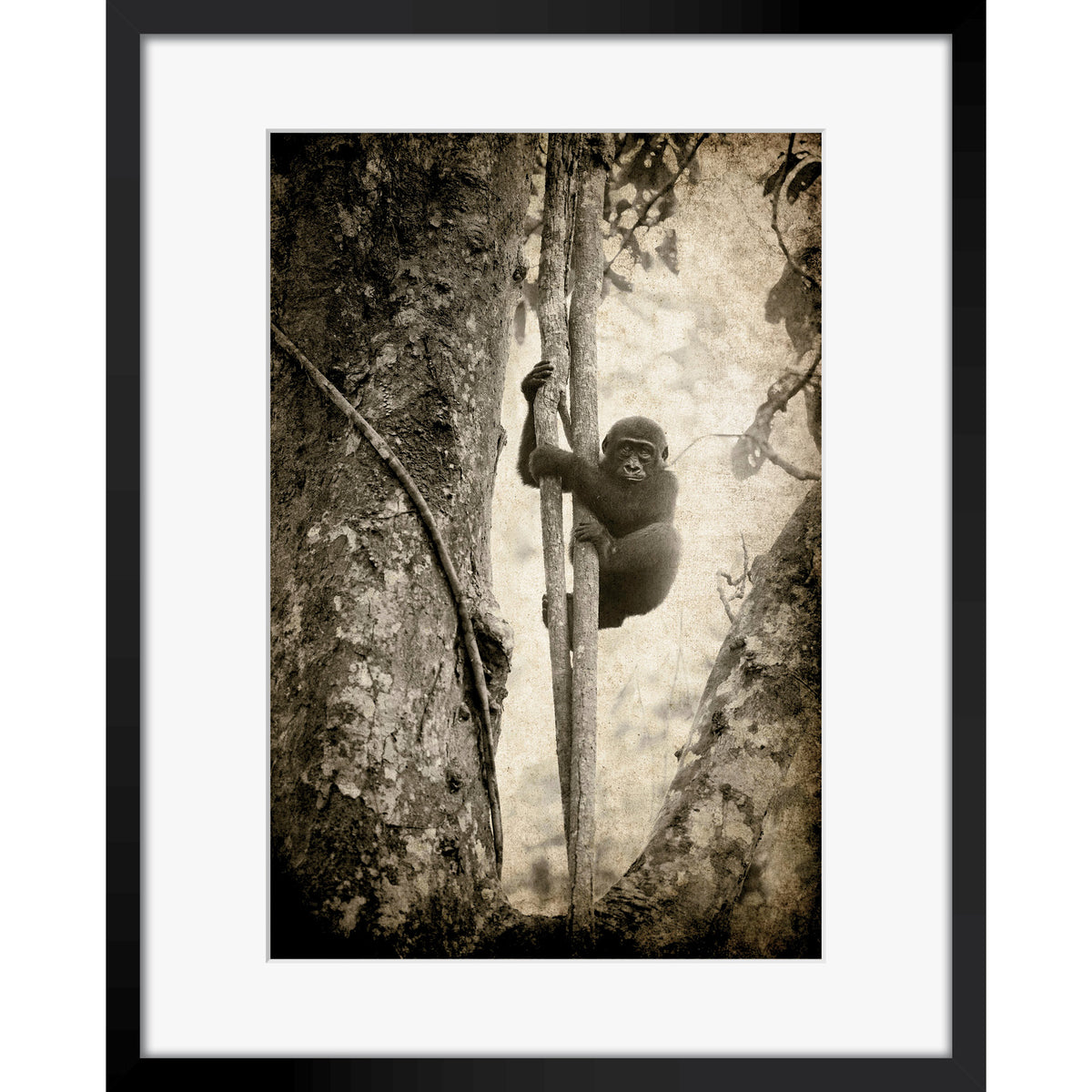 Tree Hugger