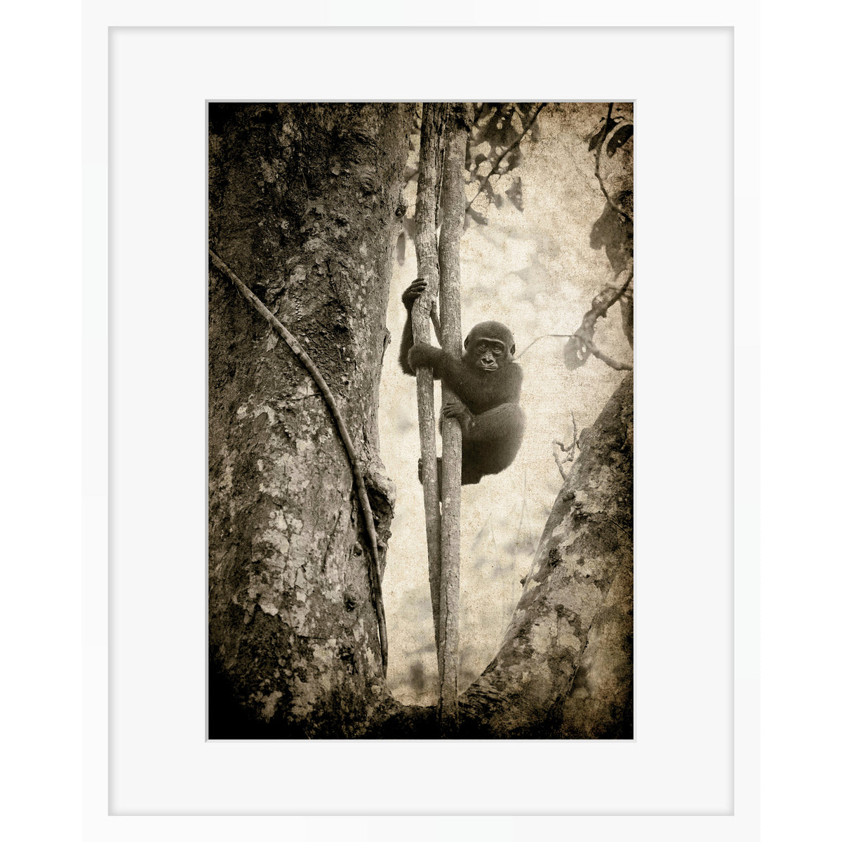 Tree Hugger