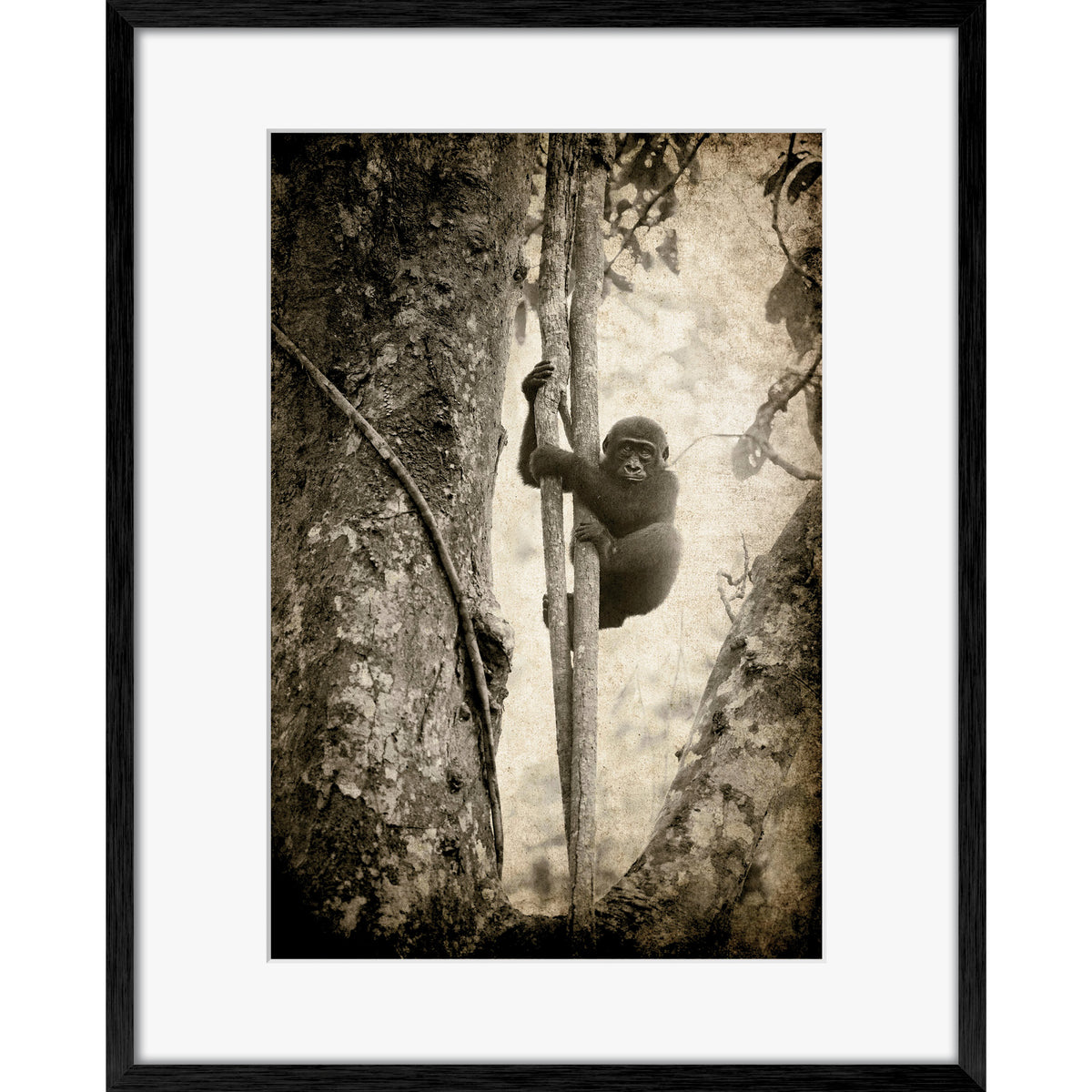 Tree Hugger