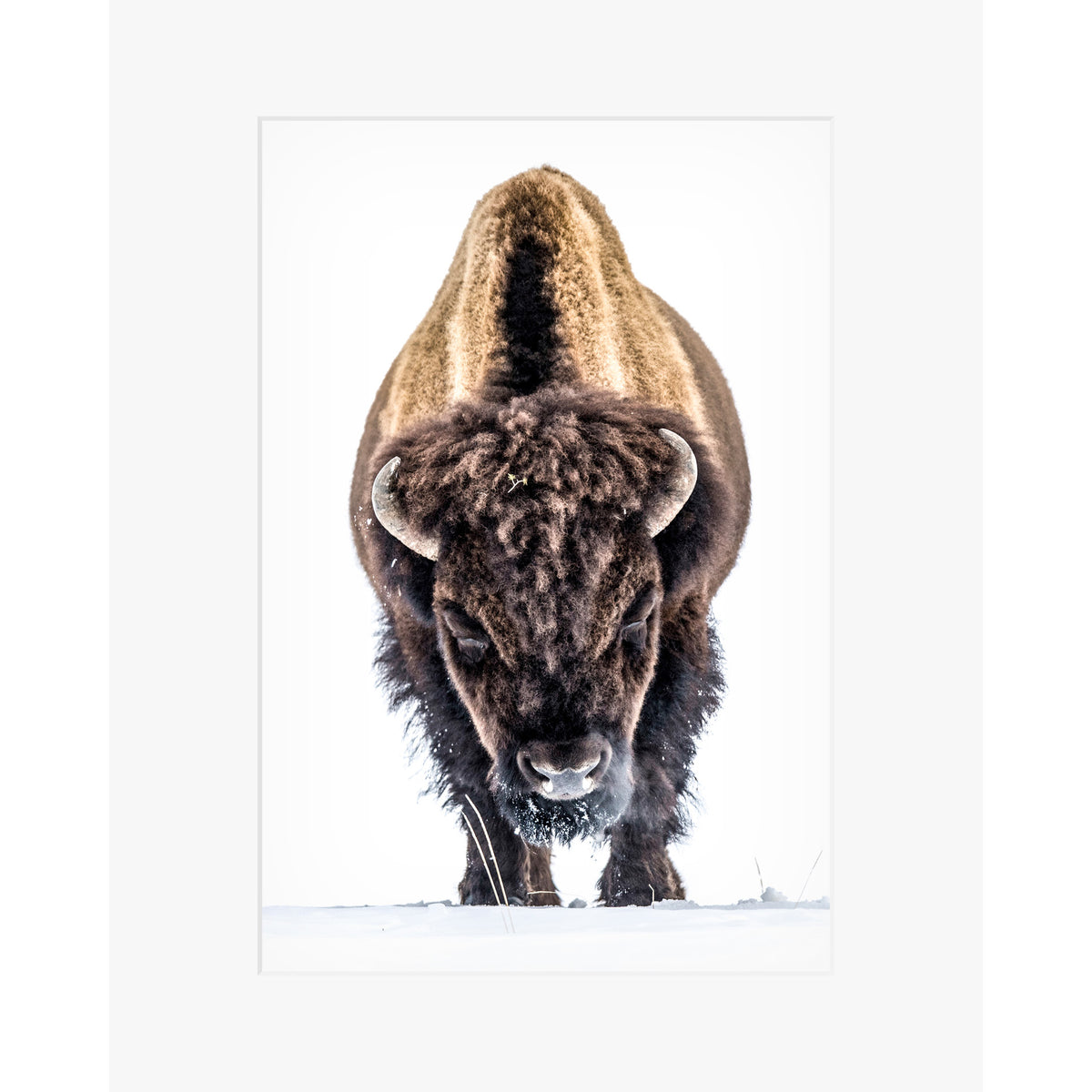 Yellowstone Buffalo