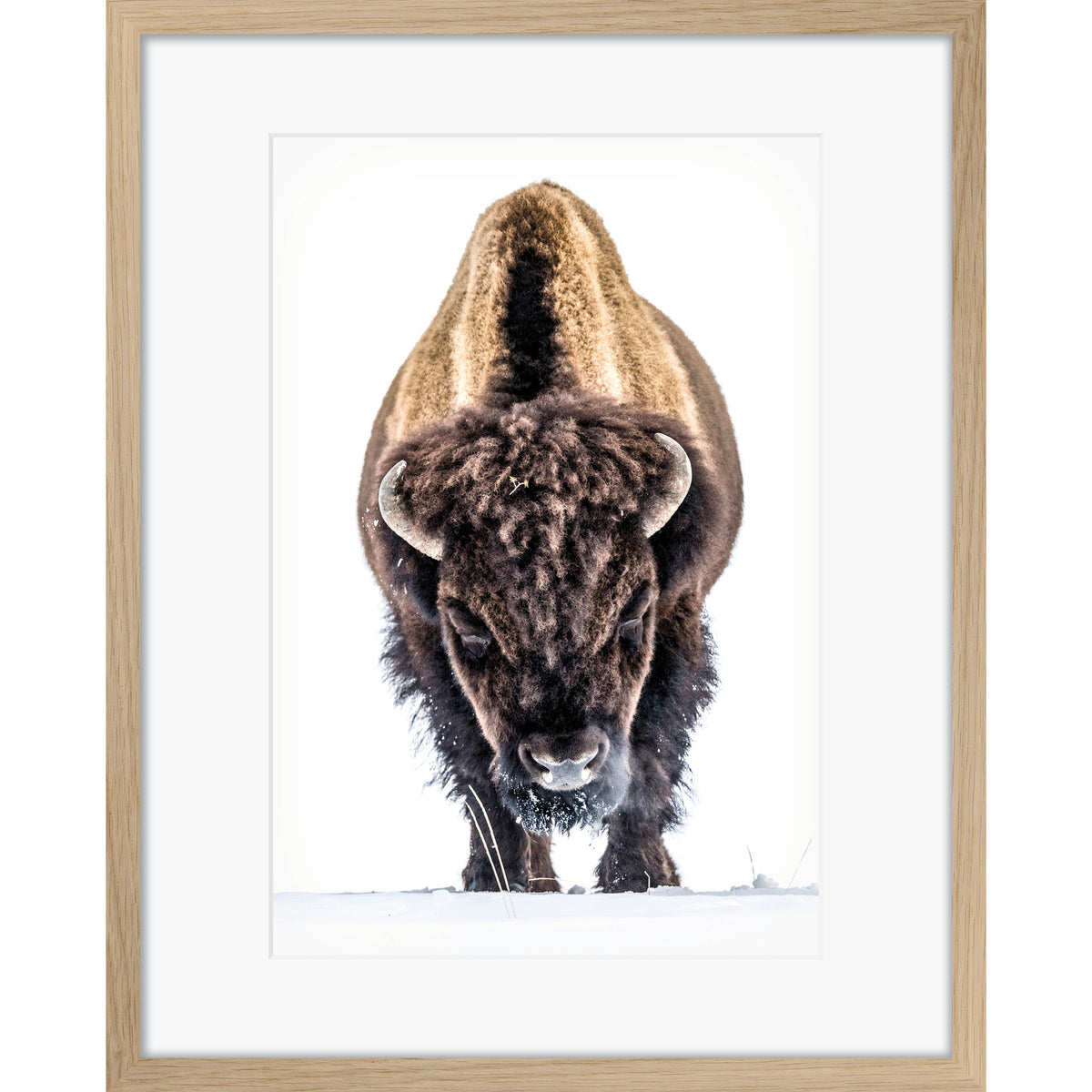 Yellowstone Buffalo