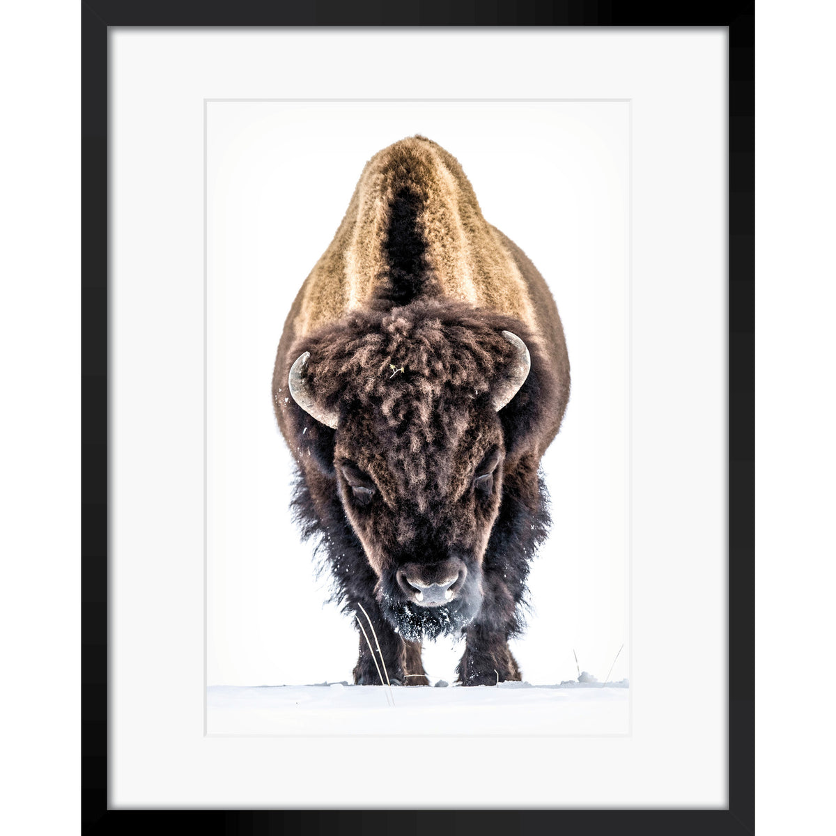 Yellowstone Buffalo