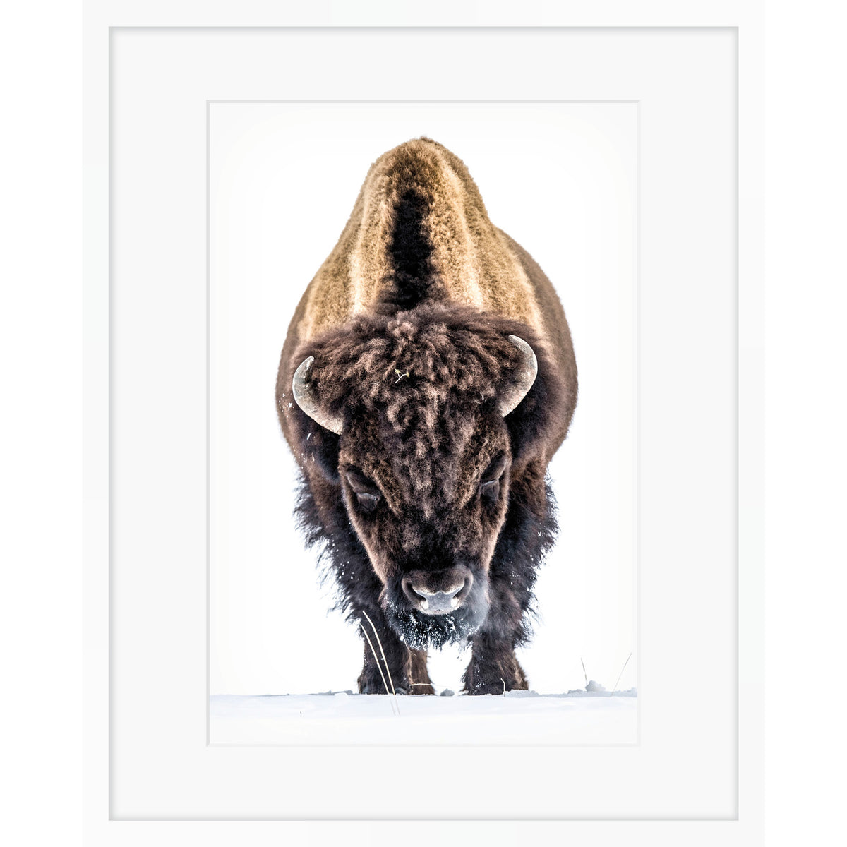 Yellowstone Buffalo