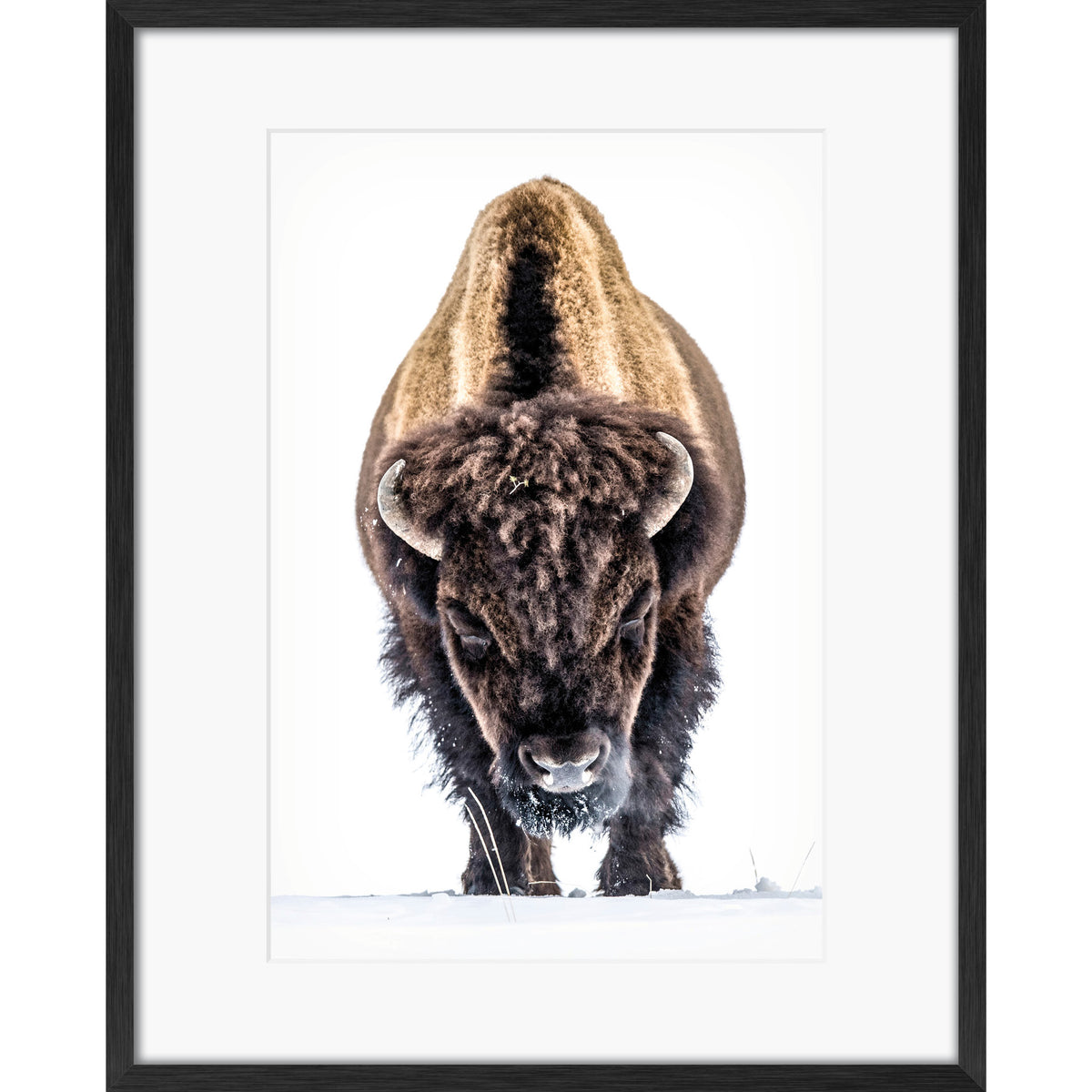 Yellowstone Buffalo
