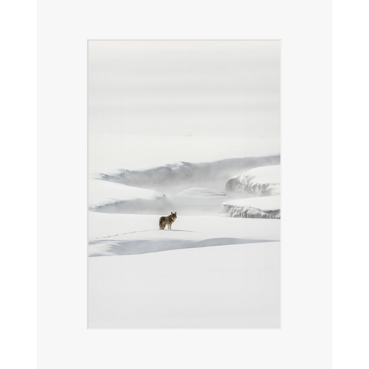 Yellowstone Coyote