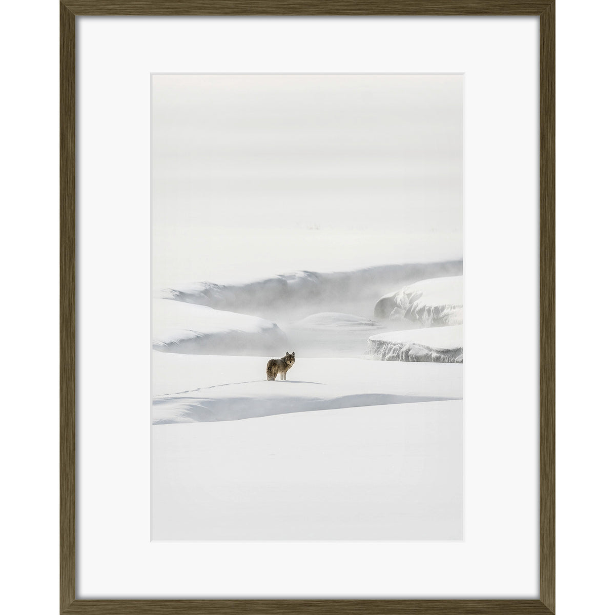 Yellowstone Coyote