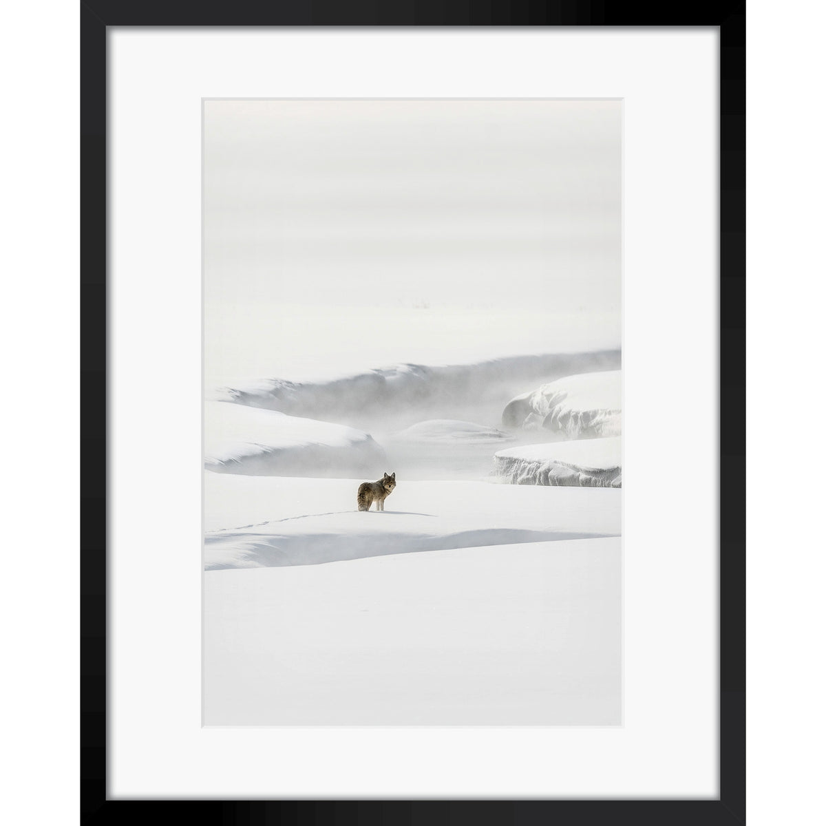 Yellowstone Coyote