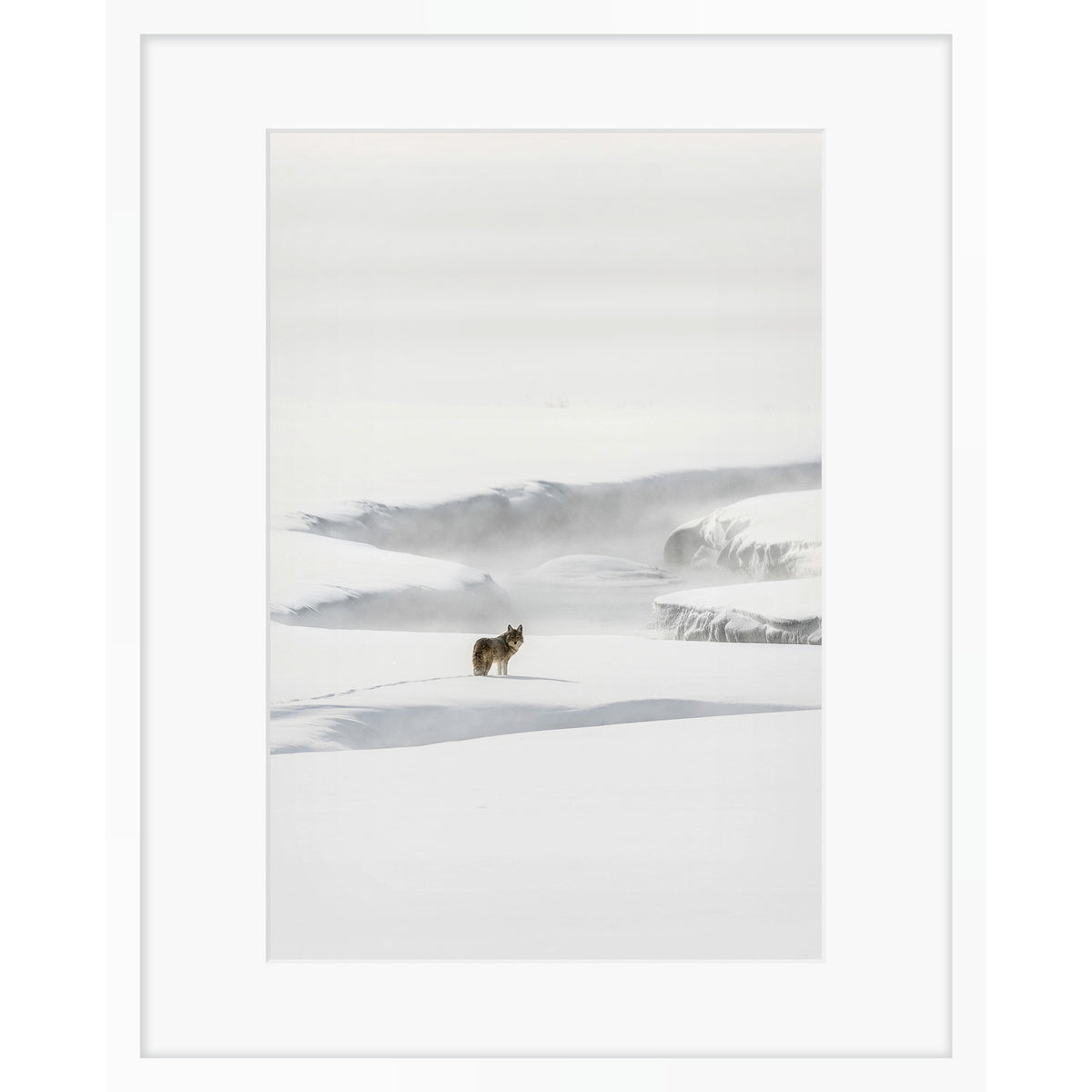 Yellowstone Coyote