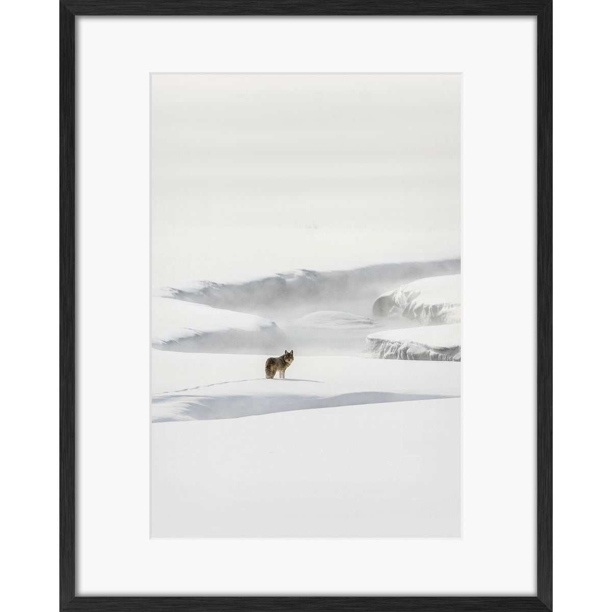 Yellowstone Coyote