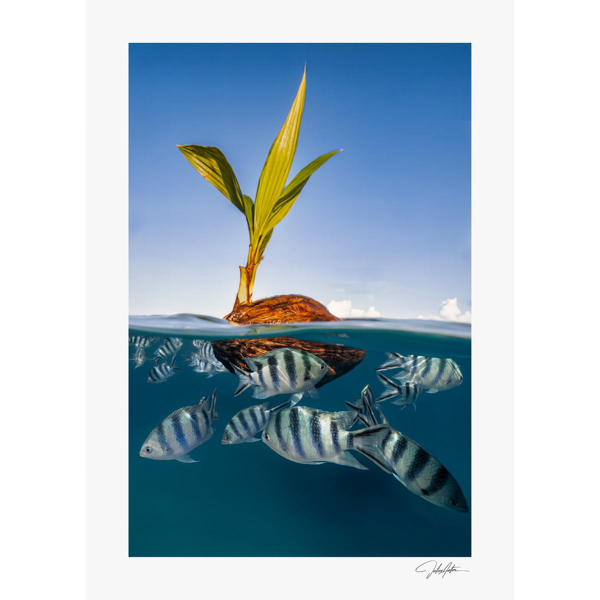 Coco Boat