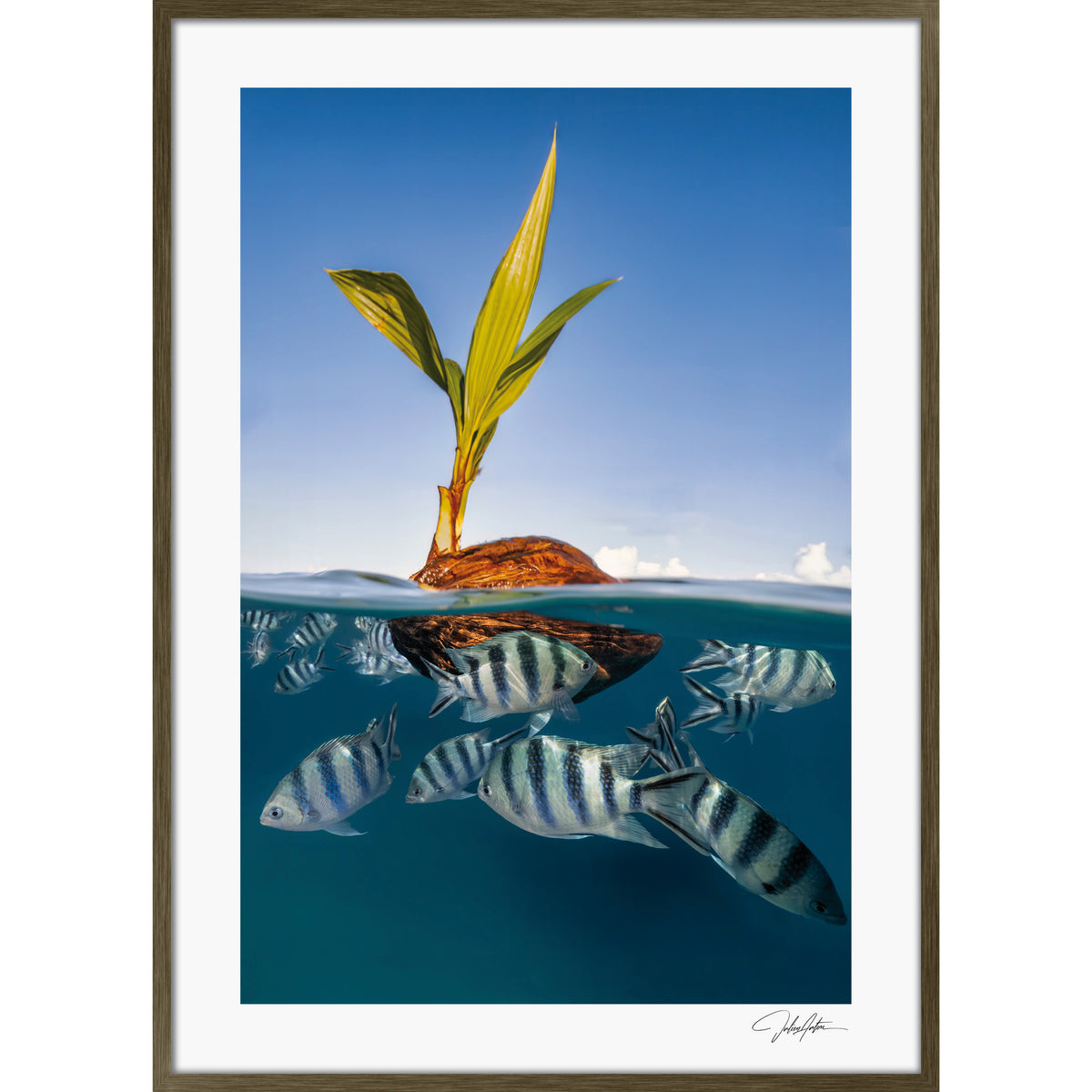 Coco Boat