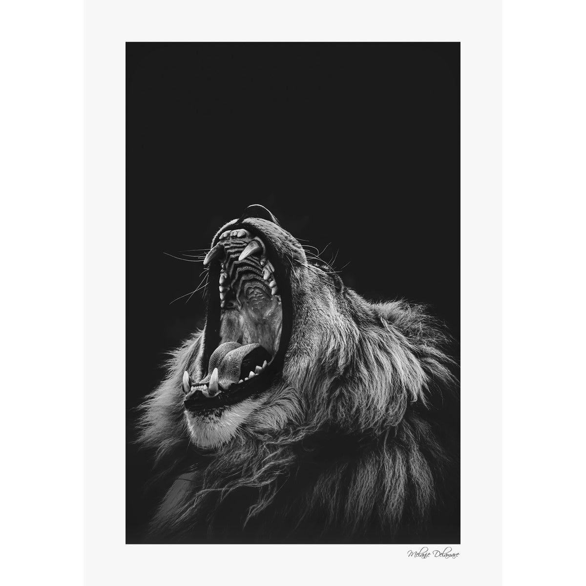 Roarrr
