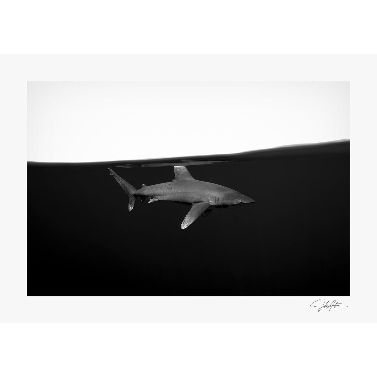 Silent Shadow