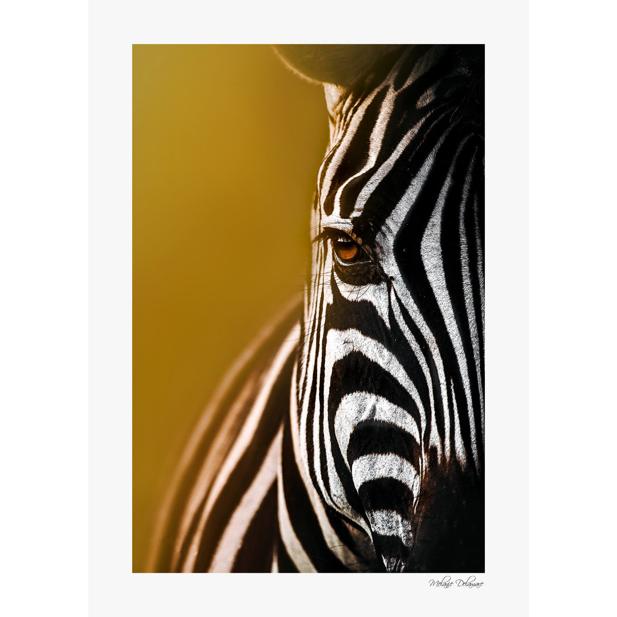 Stripe is my elegance