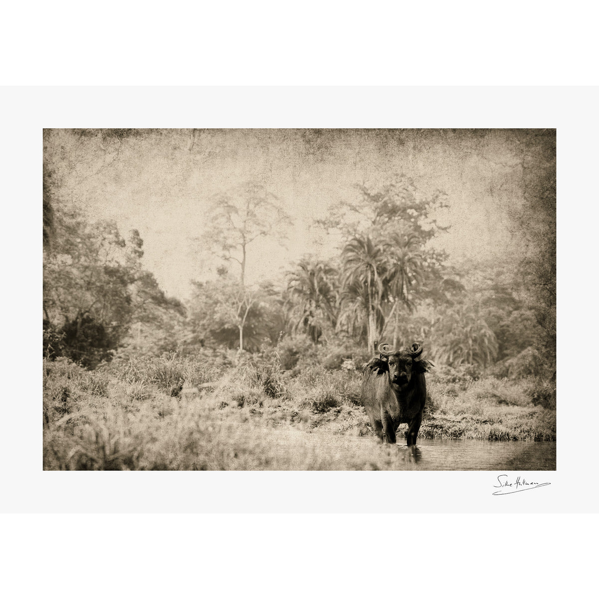 The Wanderer