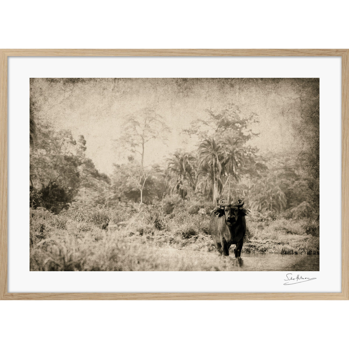 The Wanderer
