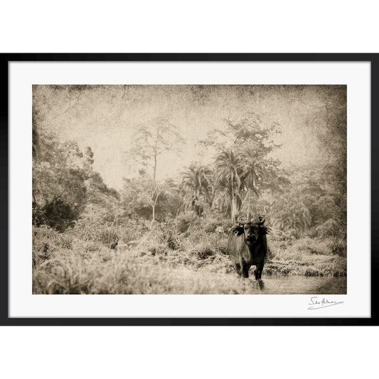 The Wanderer