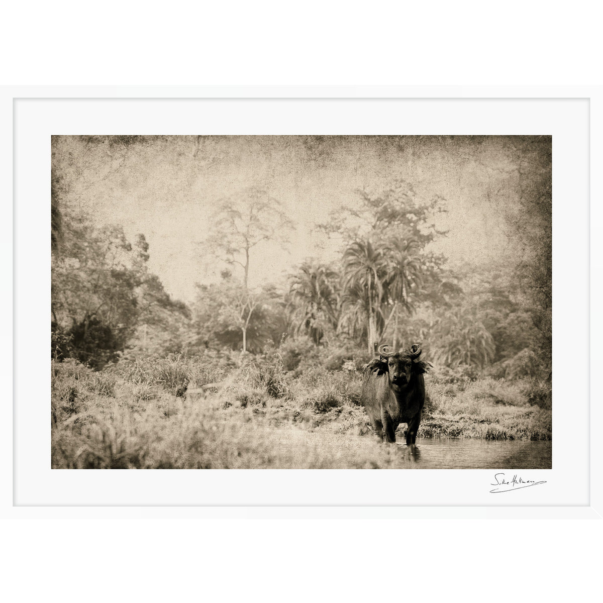The Wanderer