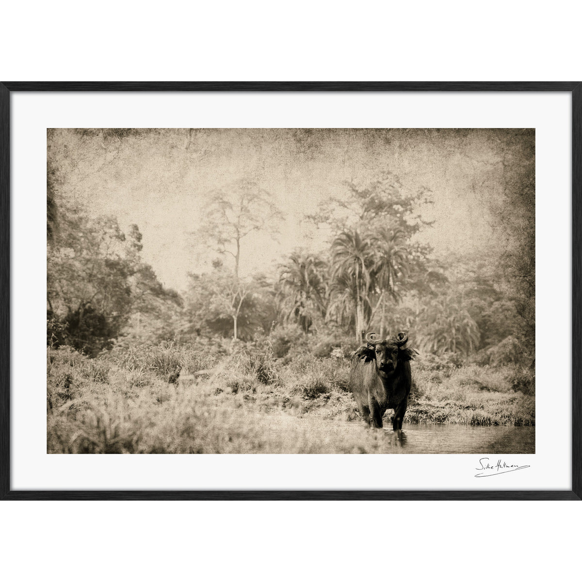 The Wanderer