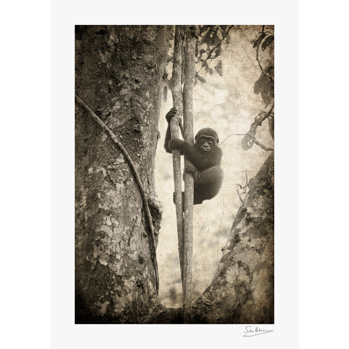 Tree Hugger