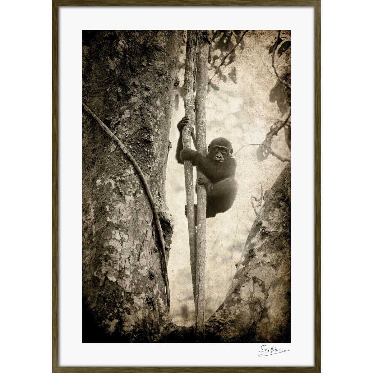 Tree Hugger